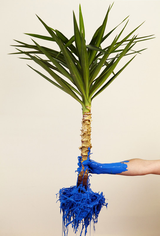 Jofroi_Amaral_Yucca_Blue